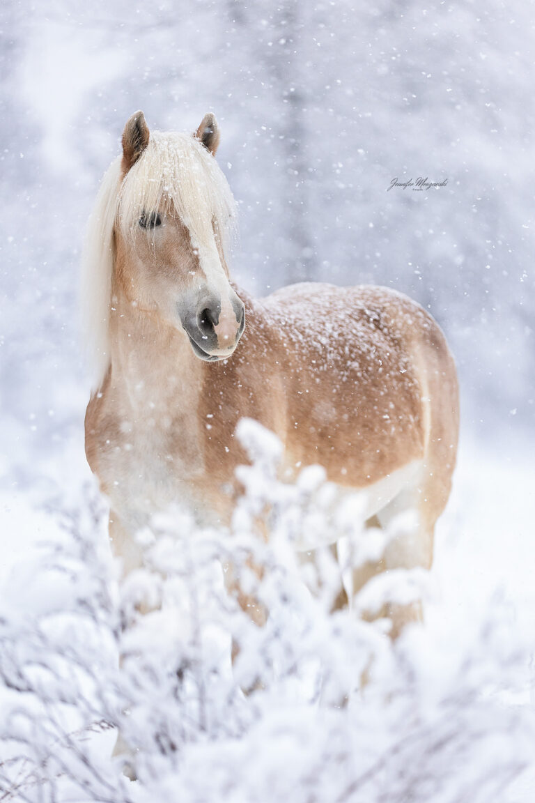 2026-01-25-Österreich-Schnee-(144)-Web