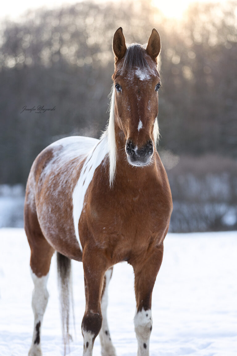 2026-02-18-Taddl-Schnee-(5)-Web