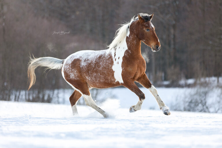 2026-02-18-Taddl-Schnee-(82)-Web