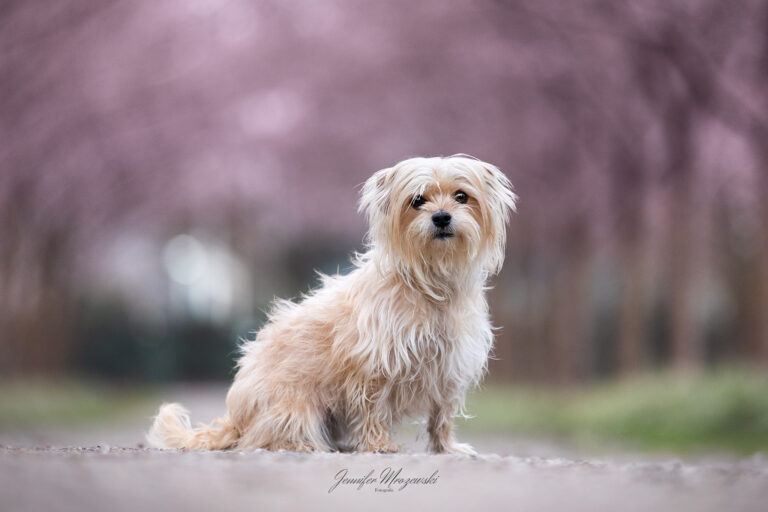 2026-03-20-Lotti-Kirschblüte-(17)-Web
