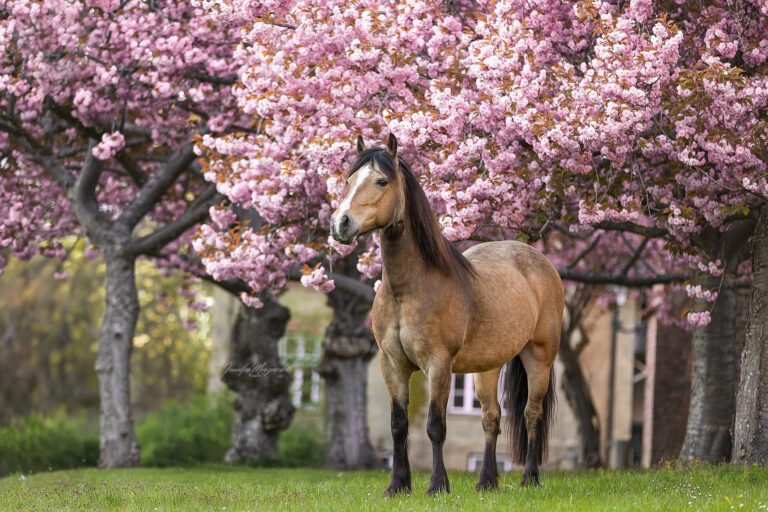 2026-04-28-Jay-Kirschblüte-Klosterhof-(39)-Web