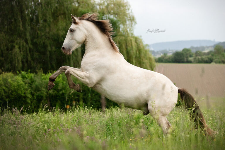 2026-05-29-Carina-Fohlen-(283)-Web