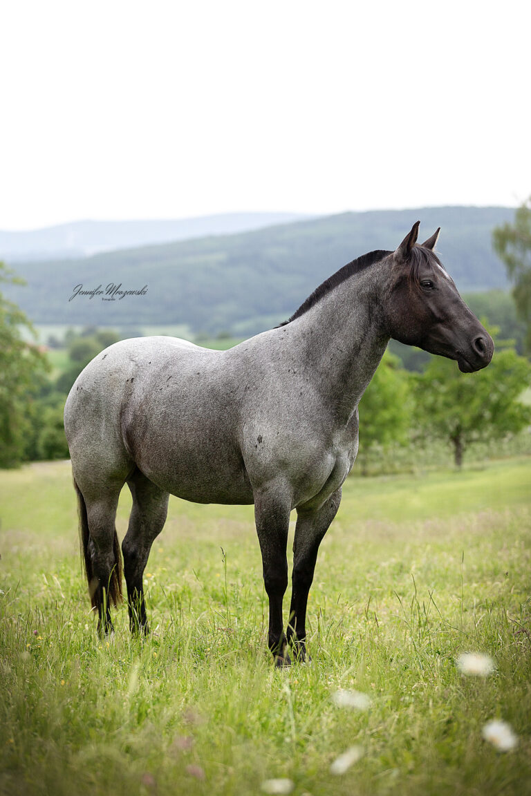 2026-05-29-Carina-Fohlen-(65)-Web